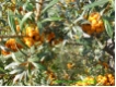 Hippophae rhamnoides 'Leikora' - Sandorn weiblich