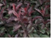 Prunus cistena  - CAC- - Zwergblutpflaume