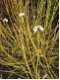 Cornus stolonifera 'Flaviramea' - Gelbholziger Hartriegel