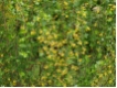 Ribes aureum - Gold-Johannisbeere