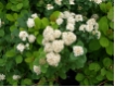 Spiraea betulifolia - Birkenbl�ttige Spiere