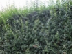 Ligustrum vulgare 'Atrovirens' - Wintergrner Liguster