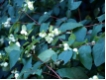 Symphoricarpos albus laevigatus - Gemeine Schneebeere