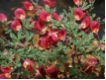 Cytisus scoparius 'Boskoop Ruby' - Roter Edelginster