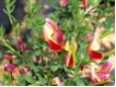 Cytisus scoparius 'Red Wings' - Karminroter Edelginster