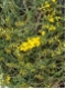Genista pilosa 'Vancouver Gold' - Sandginster Vancouver Gold