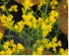 Genista lydia - Balkanginster / Steinginster