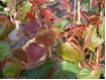 Parthenocissus tricuspidata 'Veitchii Atropurpurea' - Selbstklimmender Rotlaubiger Wilder Wein