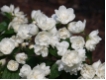 Philadelphus virginalis - Gef�llter Gartenjasmin