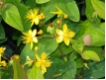 Hypericum androsaemum 'Autumn Blaze' - Mannsblut Autumn Blaze