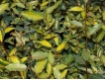 Elaeagnus pungens 'Maculata'