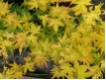 Acer palmatum 'Orange Dream' - F�cherahorn Orange Dream