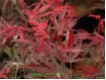 Acer palmatum 'Shaina' - F�cherahorn 'Shaina'
