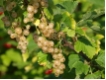 Johannisbeere 'Wei�e Versailler' CAC - Johannisbeere wei�