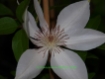 Clematis 'Henryi' - Waldrebe wei�