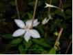 Clematis 'Henryi'