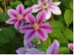 Clematis Bees Jubilee - Waldrebe zartrosa gestreift
