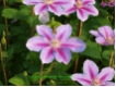 Clematis Bees Jubilee