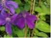 Clematis 'Kacper' - Waldrebe purpur-violett