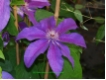 Clematis 'Kacper'
