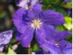 Clematis 'Jackmannii Superba' - Waldrebe dunkelblau