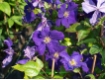 Clematis 'Jackmannii Superba'