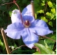 Clematis Hybrida Sieboldii - Waldrebe hellblau
