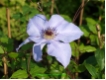 Clematis Hybrida Sieboldii