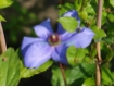 Clematis Hybrida Sieboldii