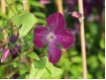 Clematis viticella 'Royal Velours' - Waldrebe samtig karminrot