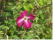 Clematis viticella 'Rubra' - Waldrebe dunkelrot