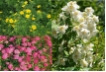 Bl�tenstr�uchersortiment  3.er  Mix 'Kleine Str�ucher' - Bl�tenstr�ucher im Sortiment