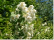 Bl�tenstr�uchersortiment  3.er  Mix 'Kleine Str�ucher'