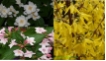 Bl�tenstr�uchersortiment 3 er. Mix ' Gro�e Str�ucher' - Bl�tenstr�ucher im Sortiment gelb- wei�- rosa