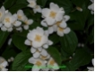 Bl�tenstr�uchersortiment 3 er. Mix ' Gro�e Str�ucher'