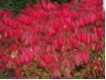 Euonymus alatus - Korkfl�gelstrauch