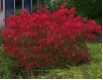 Euonymus alatus
