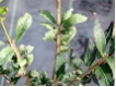 Euonymus alatus