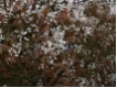 Amelanchier lamarckii - Kupfer- Felsenbirne