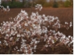Amelanchier lamarckii