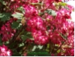 Ribes sanguineum 'King Edward VII'Blutjohannisbeere