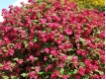 Ribes sanguineum 'King Edward VII'