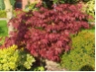 Acer palmatum 'Atropurpureum' - Roter F�cherahorn