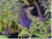 Buddleja  davidii 'Empire Blue' - Sommerflieder blau