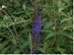 Buddleja  davidii 'Empire Blue'