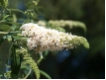 Buddleja davidii 'Peace' - Sommerflieder  Peace  wei�