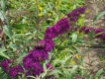 Buddleja davidii 'Royal Red' - Sommerflieder Royal Red  - rot-