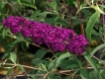 Buddleja davidii 'Royal Red'