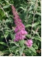 Buddleja davidii  'Pink Delight' - Sommerflieder Pink Delight  -rosa-