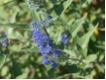 Caryopteris Heavenly Blue - Bartblume